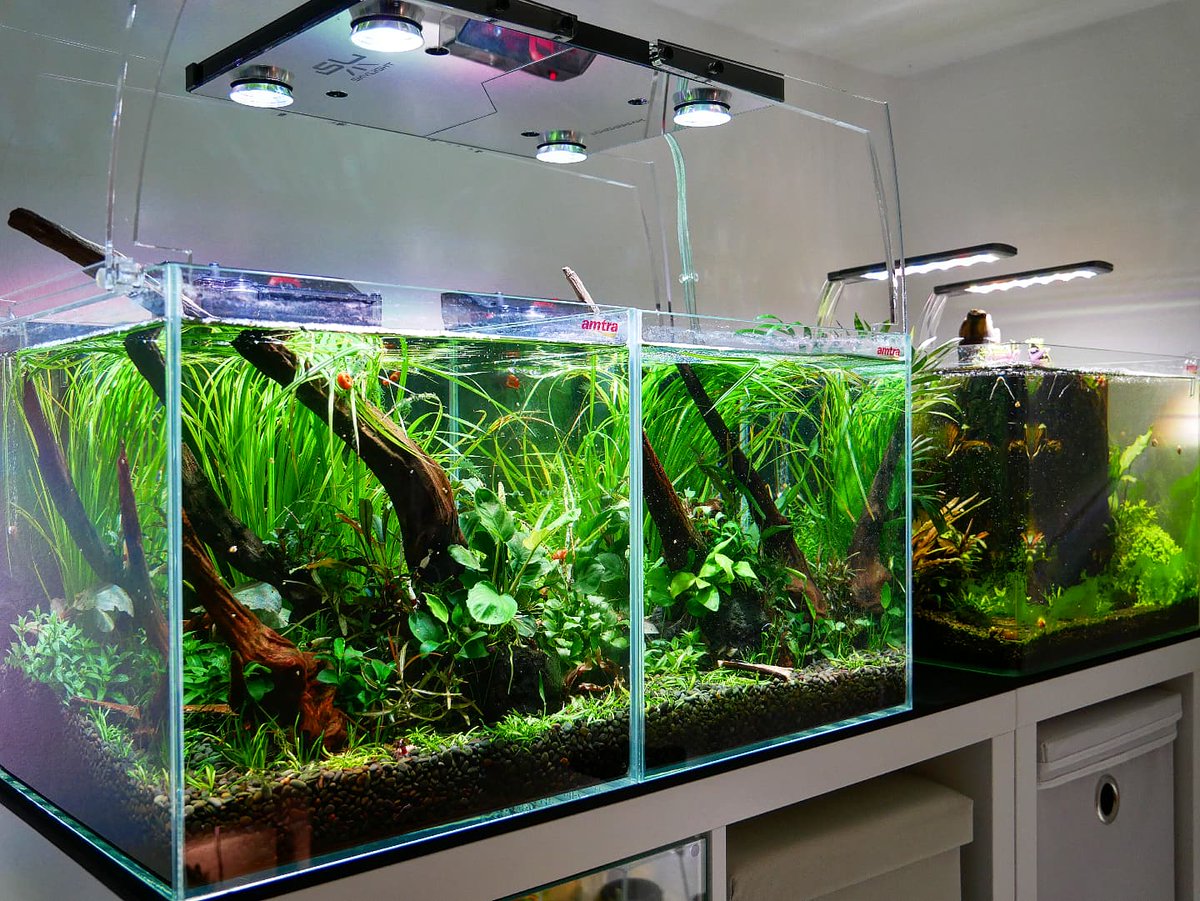Aquarium_Zimmer (@AquariumZimmer) / Posts / X