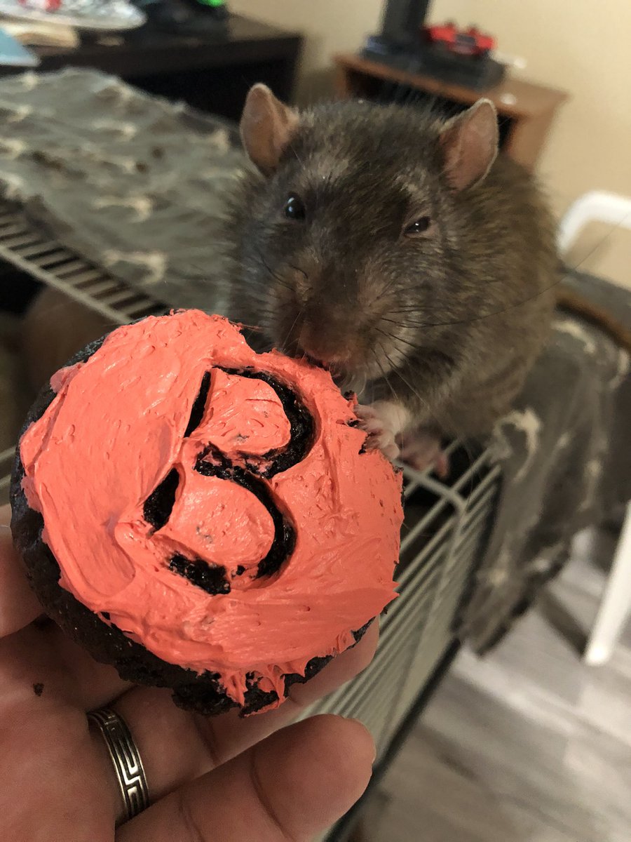 It’s Mr Brownie’s 2nd birthday today!