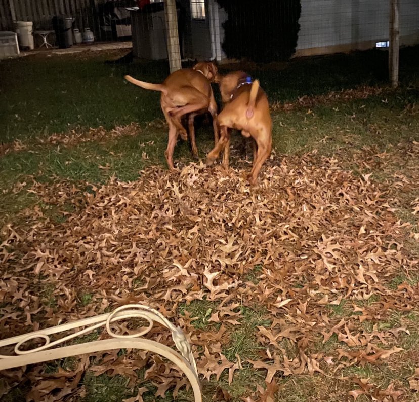 nancy72612's tweet image. I am following back EVERYONE as fast as 🤬Twitter will allow. Thank you so much for helping me get my Patriotic followers back. #PissingContest