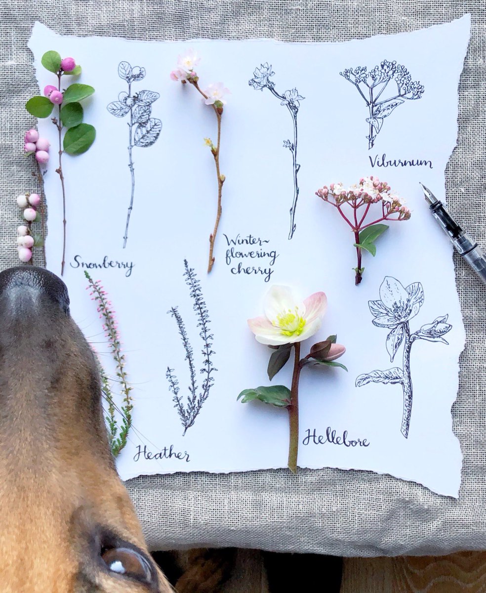 silverpebble's tweet photo. Garden plants that can boost your dopamine in winter. One of these varieties is v unusual. https://t.co/4WF9jx0dAB