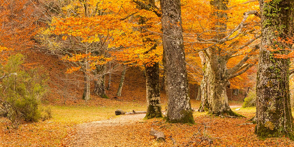 EspanaEnLatam's tweet photo. ¿Conoces el #HayedodeMontejo? 🍁 A tan solo 90 kilometros de #Madrid, puedes encontrar este entorno natural considerado #PatrimonioDeLaHumanidad por su excepcionalidad. ¡No puedes perdértelo! 😉

👉 https://t.co/laTtPesgvN

#TeMerecesEspaña #VisitSpain #SpainNature @MadridTurismo https://t.co/BLJml5jVsn