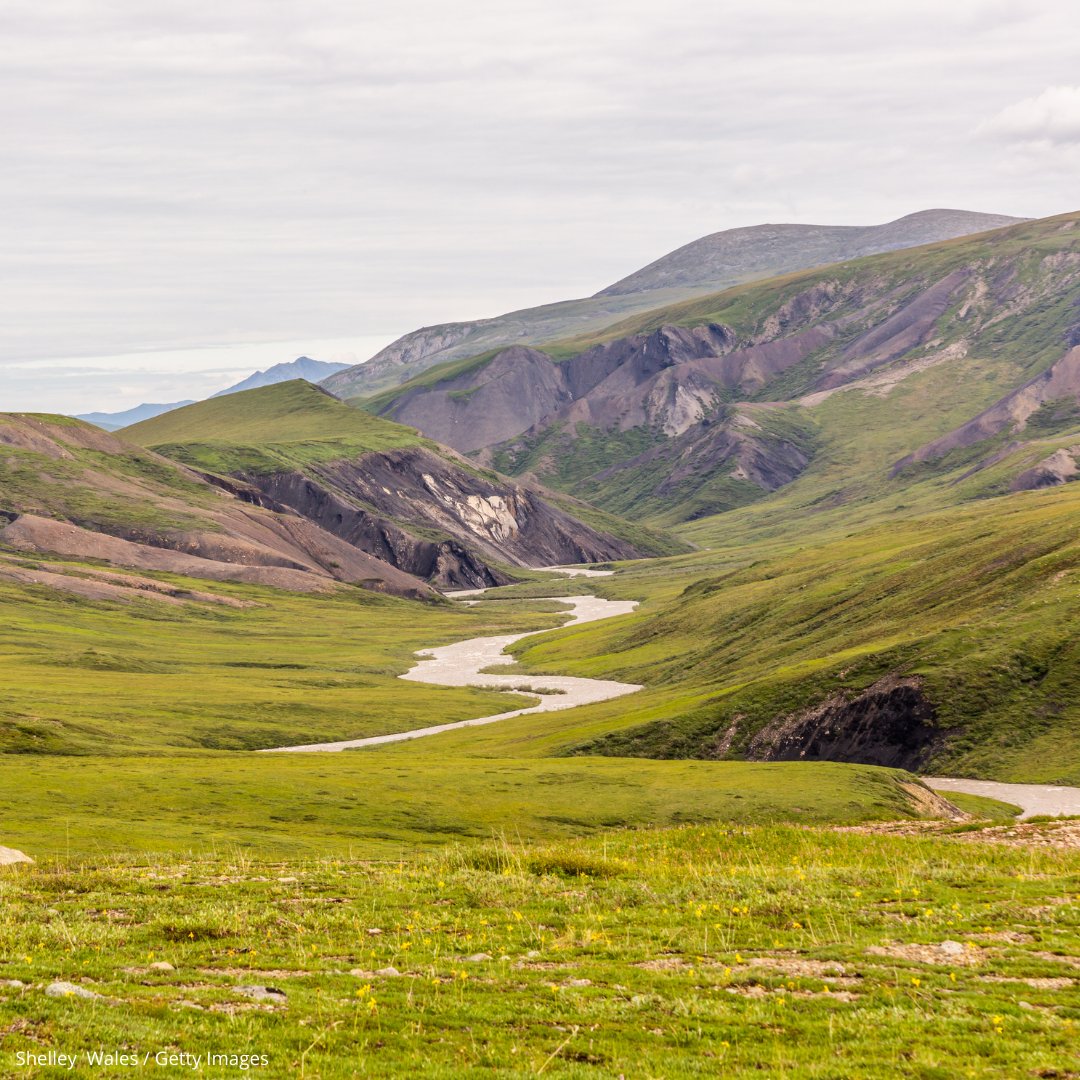 WWF-US Action Team tweet media