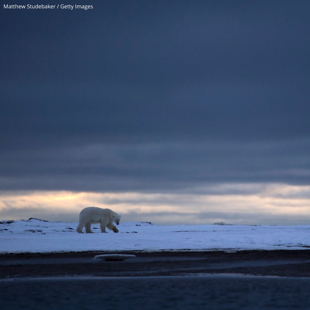 WWF-US Action Team tweet media