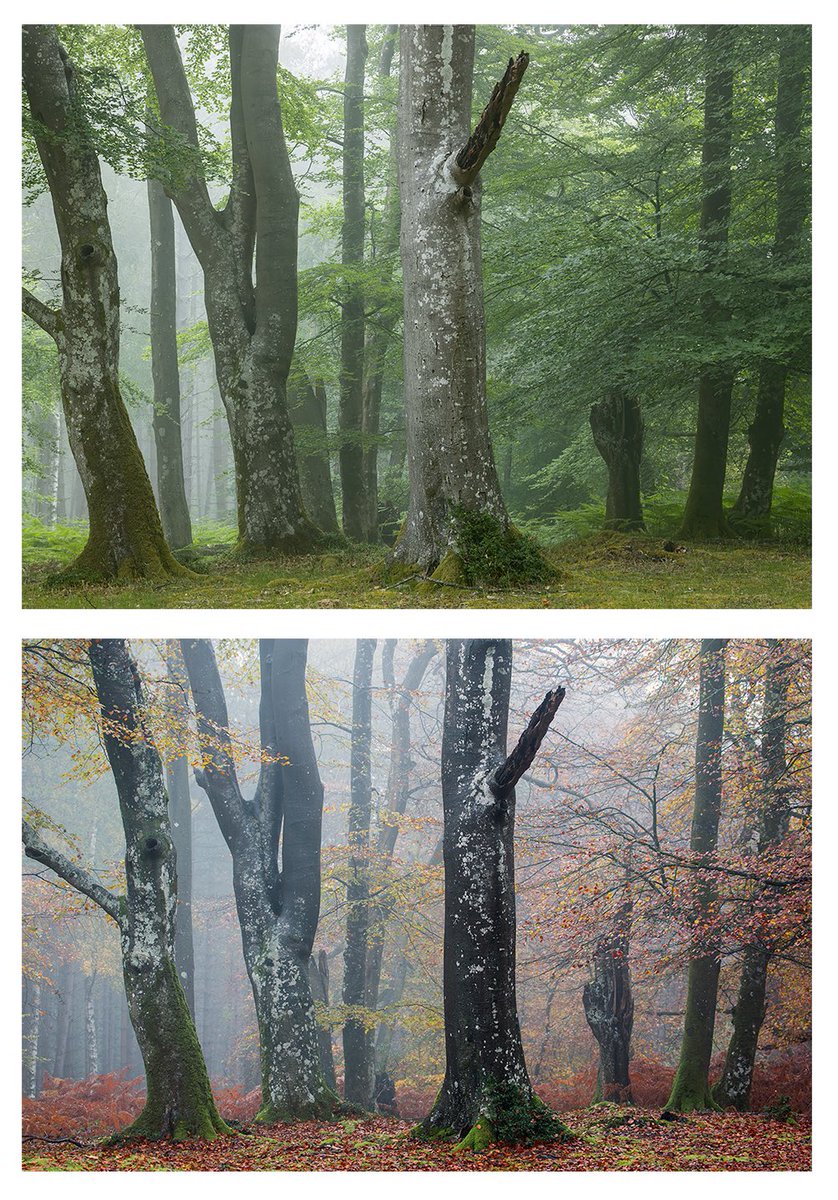 A wee seasonal study of a favourite spot in the New Forest, taken in late May &amp; late November respectively. 
I failed to capture many of the spots I wanted to this autumn, but I’m glad I caught this little group of Beeches I stumbled across back in the Spring...

 #newforest