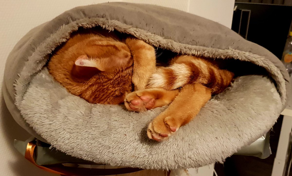 FransVerhoeve's tweet photo. Taro in zijn bekende ZEN-houding tijdens zijn middagdutje..Wat 'n müpke he? 🥰🥰🥰 https://t.co/Rqw7401AlA