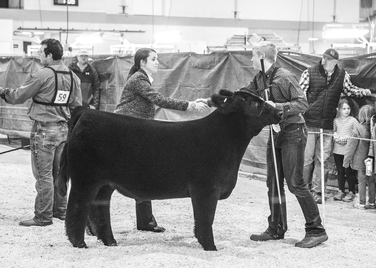 NetzkeCattle's tweet photo. 5th Overall Market Animal &amp; Champion Chianina Steer- Ring A
6th Overall Market Animal &amp; Reserve Champion Chianina Steer- Ring B
2021 Sneak-A-Peek Preview Show
Raised by Reimann
Sold by Netzke
Congratulations to Braden Tiarks! https://t.co/R1do4tdnnl
