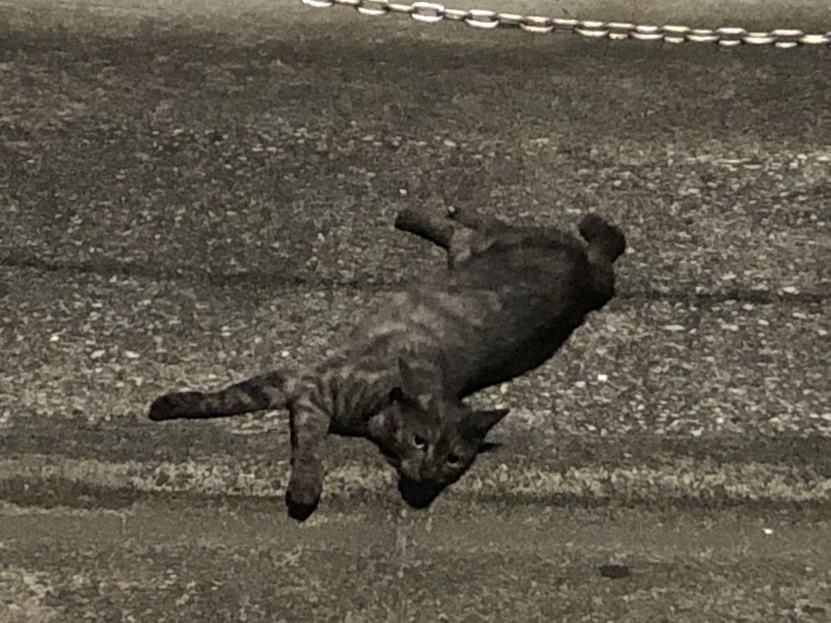 HIROMORITATOKYO's tweet photo. 午前4時半猫
4:30 AM cat
#gato #chat #mao #kazte #kedi #고양이 #বিড়াল #बिल्ली #猫 #Кот #قط #Kat #Katt #Paka #แมว #Kissa https://t.co/UdqYUOhvJU