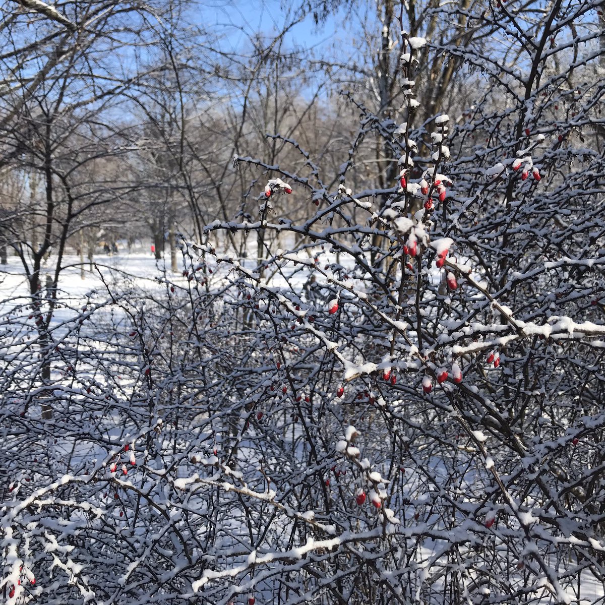 TeeCarola's tweet photo. @Blaue_Ampel “I would rather be a canker in a hedge than a rose in his grace.” https://t.co/GCsfrhImZX