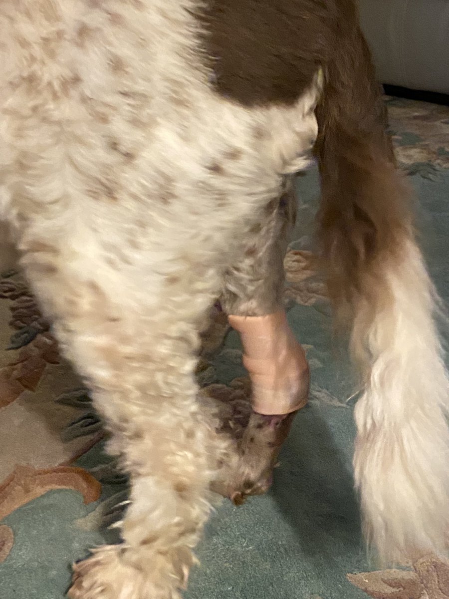 SpanielsSuper's tweet photo. Post Op: Day 31. I have just returned from the dressing clinic &amp; have a new slimline leg. The doughnut is gone &amp;  I now have a minimal dressing. I’m very happy. I still can’t go swimming or for proper walks on the beach .. I’m getting there #SnoopysGettingBetter #SuchABraveBoy https://t.co/Tx1TbpnFUW