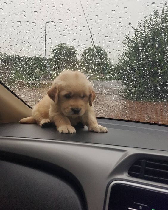 chugs_cd's tweet photo. You're safe now, little one π€
#adoptdontbuy #adopt #rescue #foster #share #chugdog #chug #chugs #chugsofinstagram #chihuahua #pug #dogstagram #dogoftheday #dog #pet #animal #cute #happy #love #pictures #follow https://t.co/OyFVKfunt9