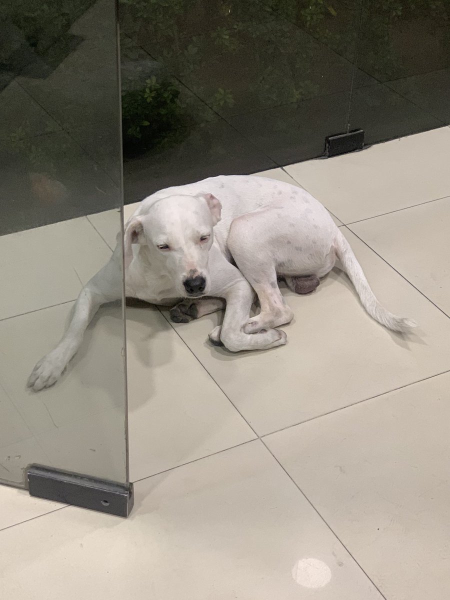 #ENCONTRADO #GUAYAQUIL
Fecha: 05/12/21
Sector: Norte, Alborada, en el produbanco al frente del Mc Donalds.
Sexo: Macho.
Raza: Mestizo.
Obsv.: Perrito blanco.
Contacto: 0979173938.
¡Ayúdalo a volver con su familia!
#AlertaMePerdí