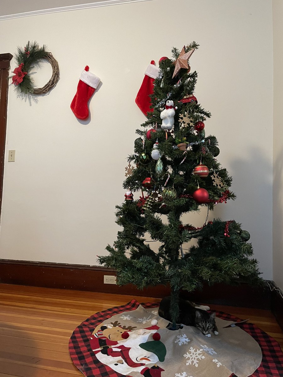 lauraffrunti's tweet photo. only putting ornaments on the top half of your tree bc your cats will get to them #kittyproblems https://t.co/MoLQmAOroO