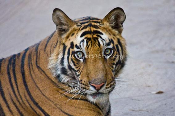 When it's freezing & you're being battered by rain & hail, you know #StormBarra is on the way & #StormArwen hasn't quite gone; you need the #MondayMotivation that these wild #Tigers provide, don't you?