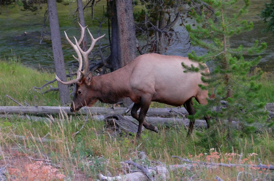 AltYelloNatPark's tweet photo. They claim Bison might give it to cattle, something that's never happened

They never complain about Deer, Elk or dogs which do give it to cattle

So why does the USDA have unbelievable restrictions on transporting Bison. But NO restrictions on transporting Elk or Deer ? https://t.co/yBzOB8ucr5