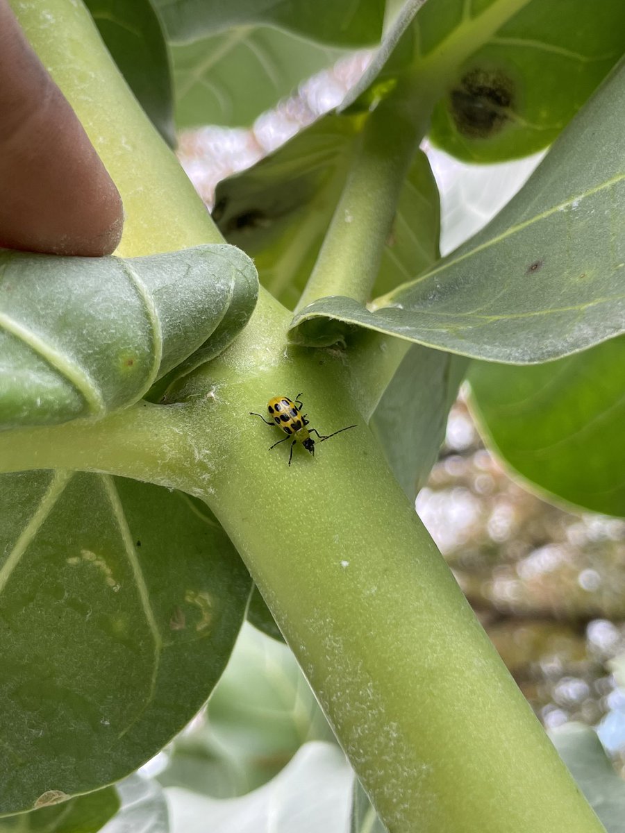 rainbowgsatx's tweet photo. A cucumber beetle found amongst other pests on our Giant Milkweed tree. Striped and spotted cucumber beetles can cause serious losses in cucumbers, muskmelons, & watermelons. #TwitterNatureCommunity #outdoor #GardeningTwitter #hostplants #milkweed #milkweedtree #monarch #imposter https://t.co/aEcVvEarNs