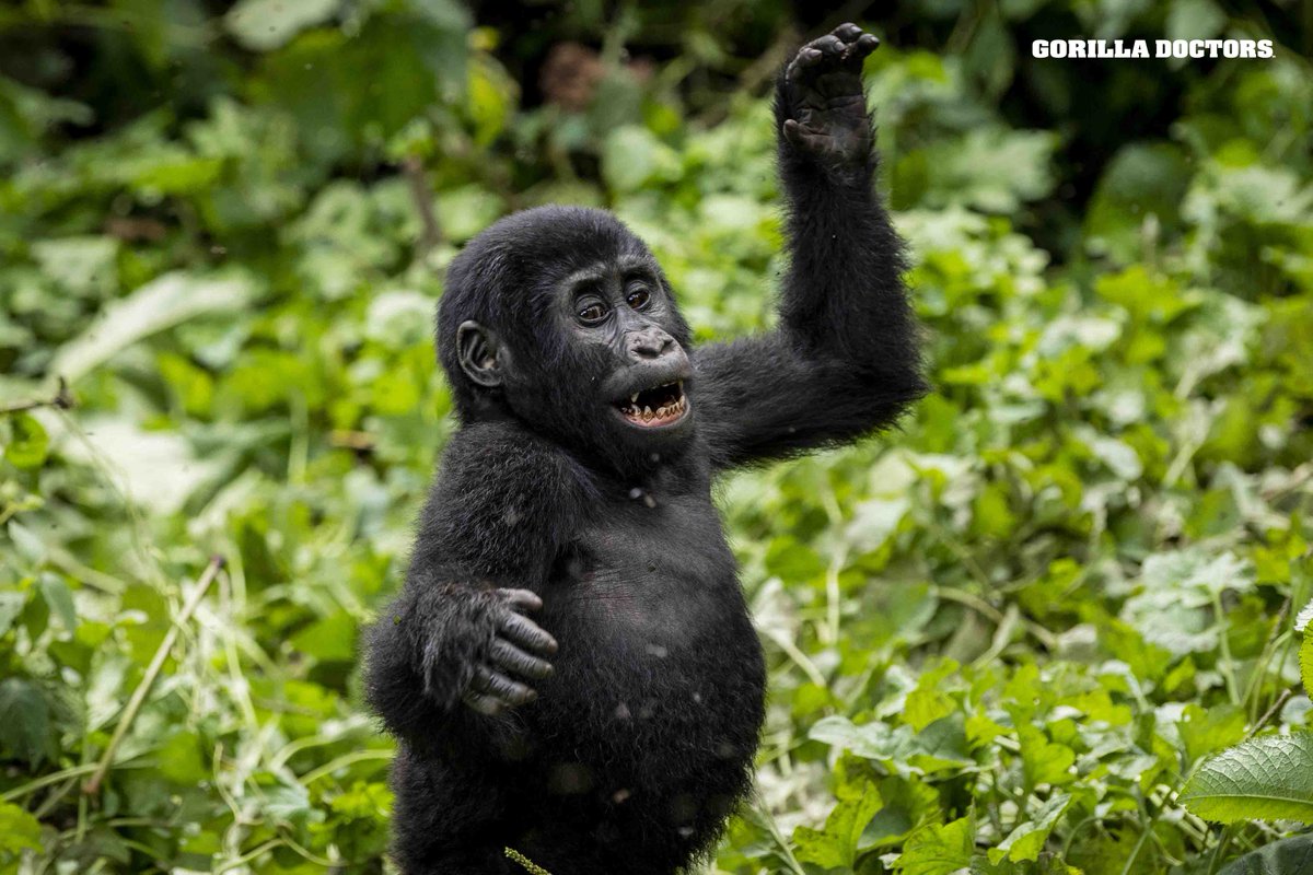 © Skyler Bishop for Gorilla Doctors