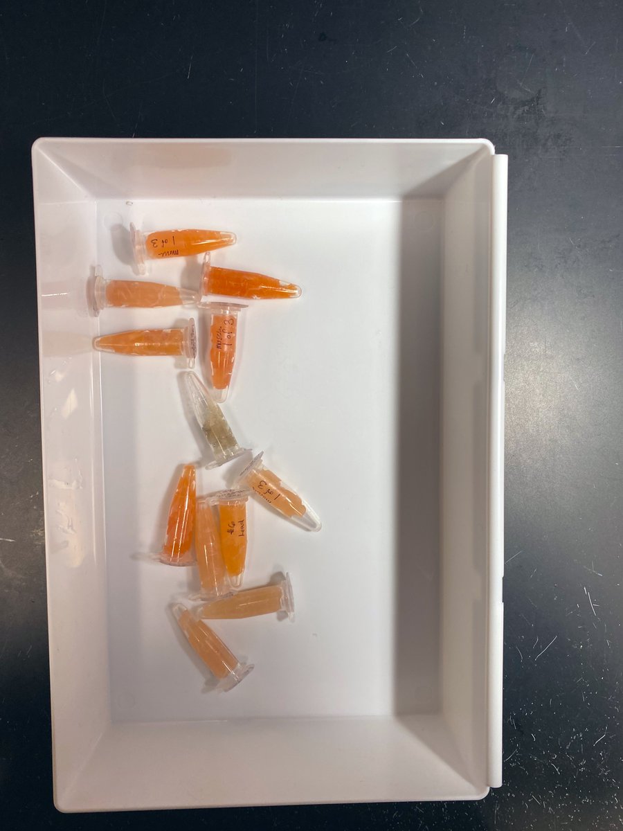 Huh! I can figure out which fish came from which lake without looking at the vial labels. Can you?

- 5 from Lake A
- 7 from Lake B
- All are rainbow trout, except that brown outlier vial from Lake B we won’t talk about. #sierrafishes 1/n