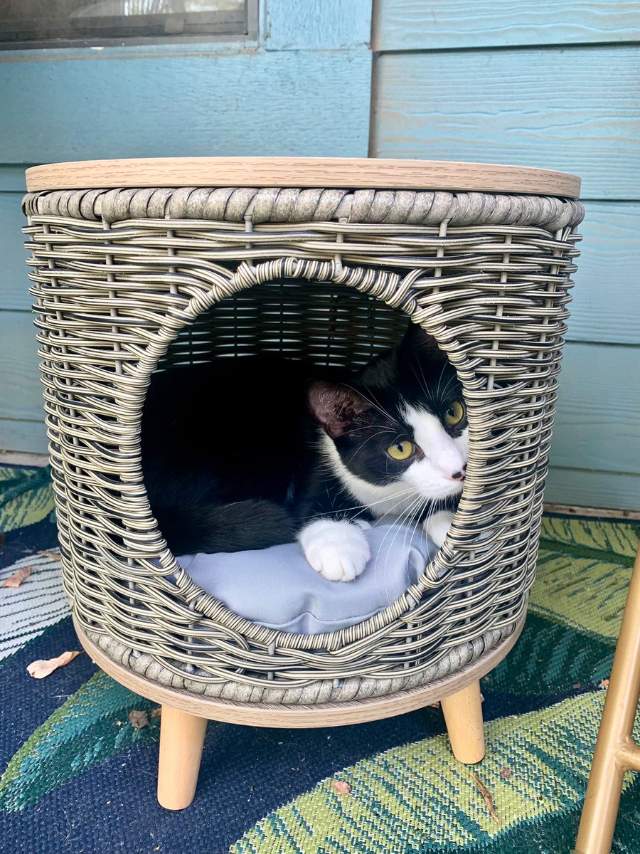 mitsukithekitty's tweet photo. Hello, world! Say hi to Suki 🐱❤️ She wants to join the Twitter kittyverse! #CatsOfTwitter #CatsOnTwitter #cats https://t.co/q0PNfnRR9k