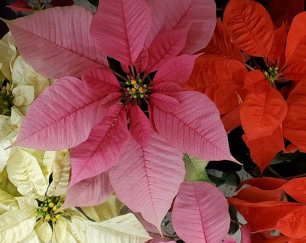 angelafineart's tweet photo. “Impressionist Poinsettias” Free Acrylic Painting Tutorial - Tomorrow at 6PM CST on YouTube! - 🎄👩🏻🎨🌺 - https://t.co/G2O2fQIzb9 - YouTube link in bio!
#paintingtutorial #freetutorial #howtopaint #poinsettias #floralpainting #acrylicpainting #flowerpain… https://t.co/MgD3bSeieL https://t.co/N4AMUEiYGo