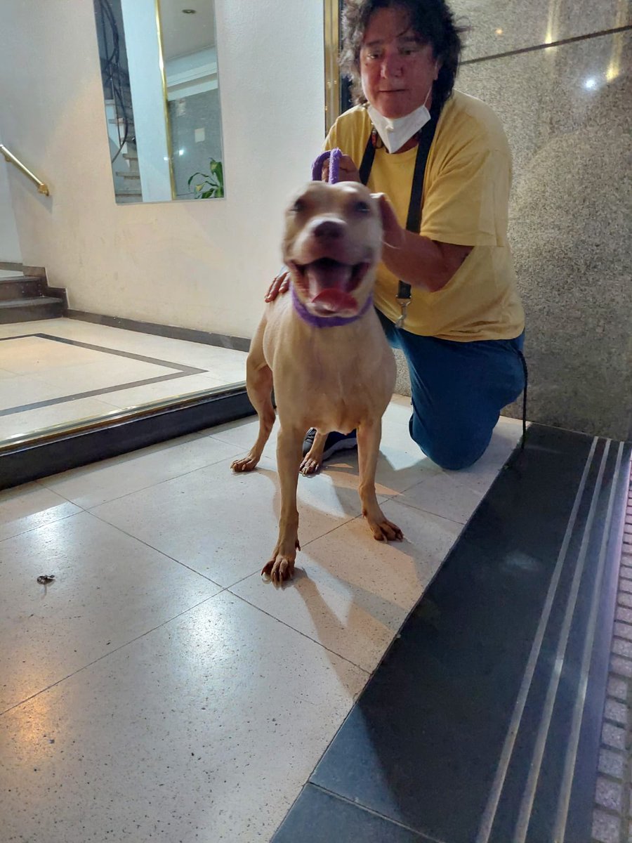 NECESITAMOS UN HOGAR DE TRÁNSITO URGENTE⚠️
Ella es Maia. Hoy nos enteramos que su papá humano tuvo que ser internado de urgencia el 27/11 y que él pedía ayuda porque  Maia estaba sin agua ni comida desde ese día.
El no tiene familia en Argentina y Maia es todo lo que tiene.
👉