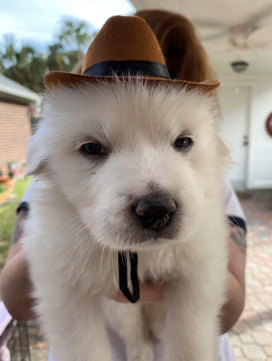This is Howdy. He’s the new sheriff. I know he’s not like super intimidating but please respect his authority. He gets grumpy if you don’t. 12/10