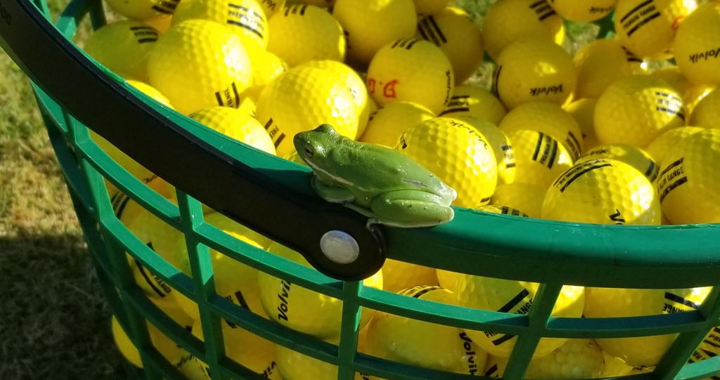 G2GolfGirl's tweet photo. I had help preparing for my morning Supervised Practice group. https://t.co/IYd3GsM7GK
