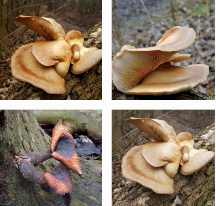 Mushroom Monday. Obsessed. #NaturePhotography #TwitterNatureCommunity #mushrooms #fungi #fantasticfungi #goodfortheplanet #ldnont #gibbonspark #