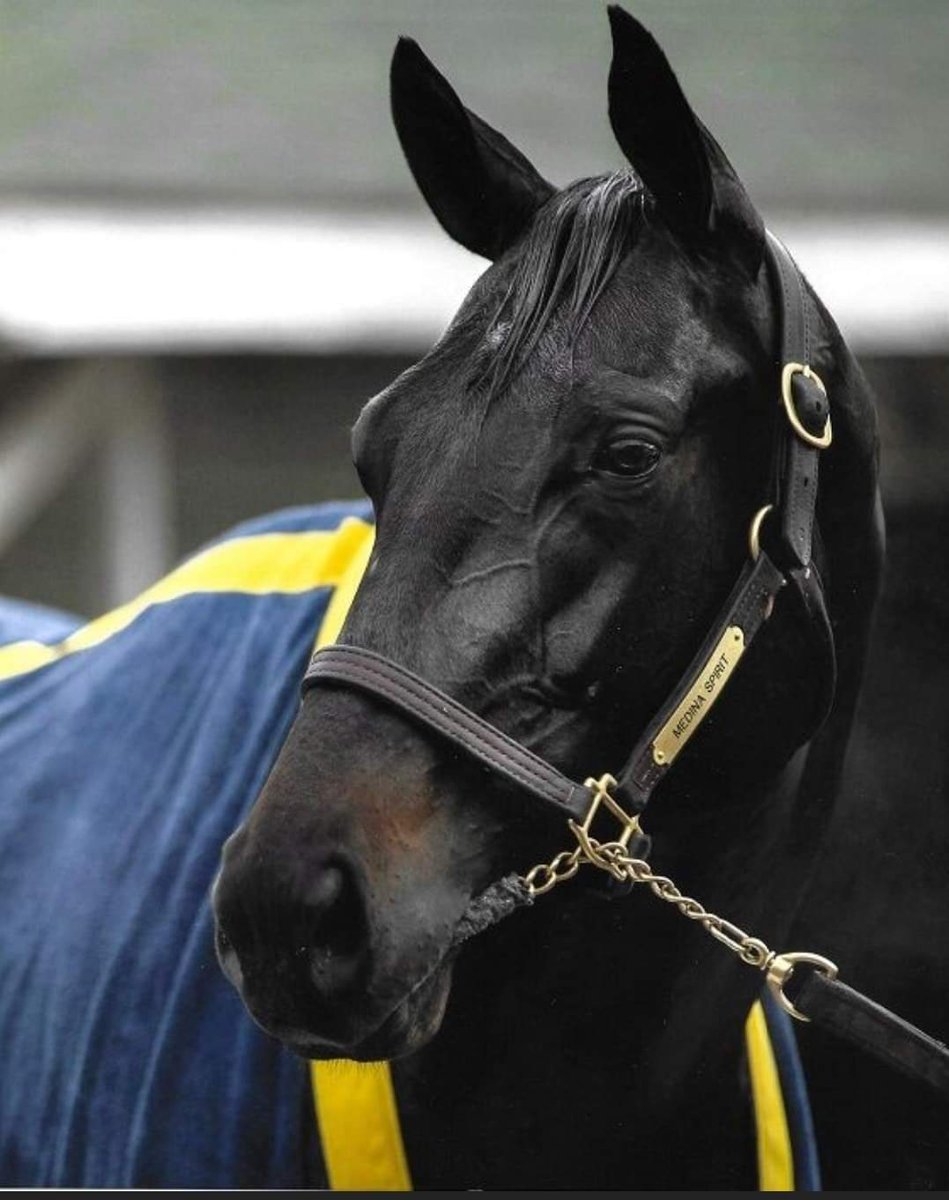 cece_scurlock's tweet photo. The racing world was truly saddened to hear of the death of Medina Spirit this morning.  From the moment he rose to fame, he seemed to be snakebit, yet always brought his all to the track. Medina Spirit was an honest, gritty colt, whose presence will definitely be missed. https://t.co/vIDC06egN6
