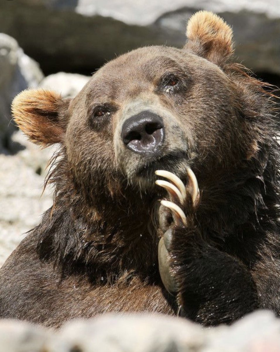 So proud of our young men for their unrelenting effort not only on the field but more importantly in the class room.   We are very excited to announce that our guys achieved a Team GPA of 3.41 #ScholarBallers #TVBearRaid <a href="/cityoftemecula/">City of Temecula</a>  <a href="/TVUSD/">Temecula Valley USD</a> <a href="/tvhs_athletics/">TVHS Athletics</a> <a href="/Inland_Sports/">The Inland_Sports Show</a>