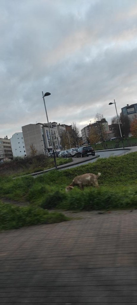 neobtw's tweet photo. en mi ciudad hay cabras hasta en la urbanización 😍 #spaceasmr https://t.co/D0xhDkHWAM