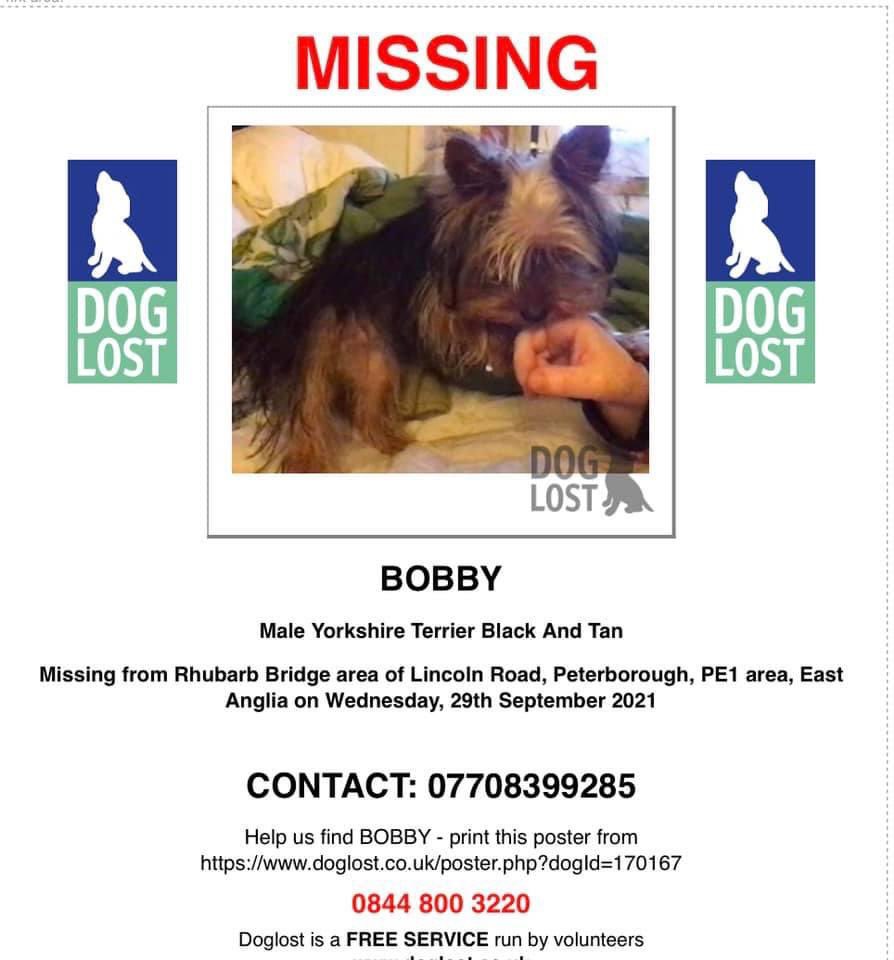 rosiedoc666's tweet photo. Bobby my small #yorkie been missing now for 6 wks!I cant adjust to a life without him Had him for 2yrs from a puppy.#Stolen from Rhubarb Bridge roundabout.Put in a white van by woman claiming to be the owner chipped and sorely missed.Pls if you know anything..pls help β¬οΈ link https://t.co/xTBIumaD7h