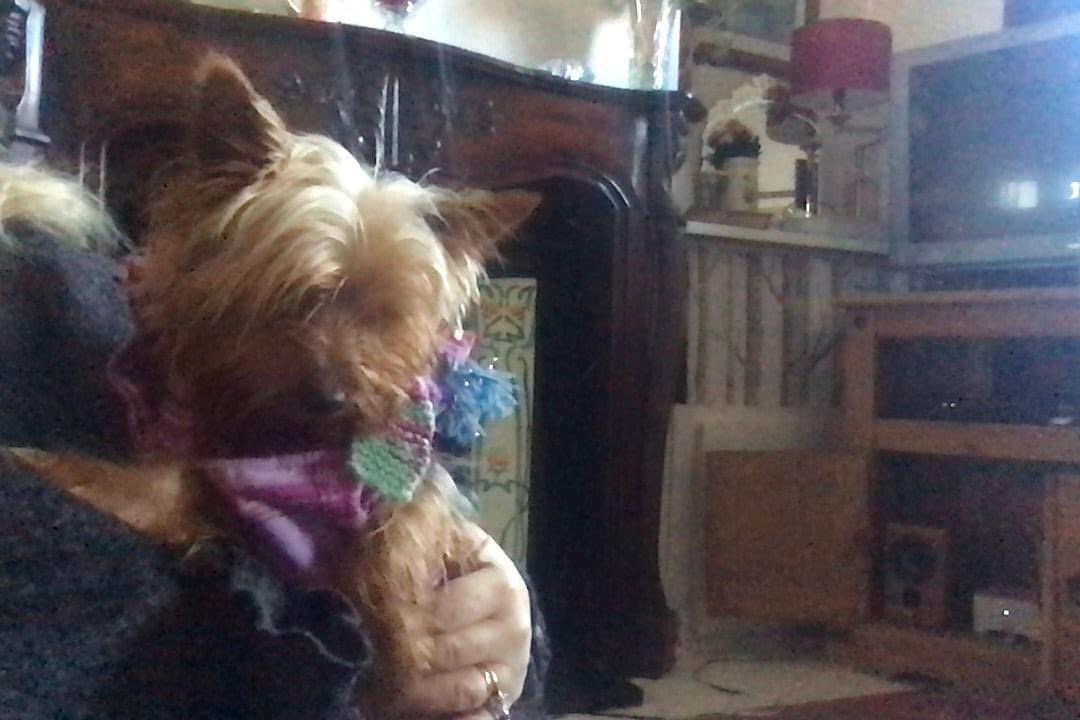 rosiedoc666's tweet photo. Bobby my small #yorkie been missing now for 6 wks!I cant adjust to a life without him Had him for 2yrs from a puppy.#Stolen from Rhubarb Bridge roundabout.Put in a white van by woman claiming to be the owner chipped and sorely missed.Pls if you know anything..pls help β¬οΈ link https://t.co/xTBIumaD7h