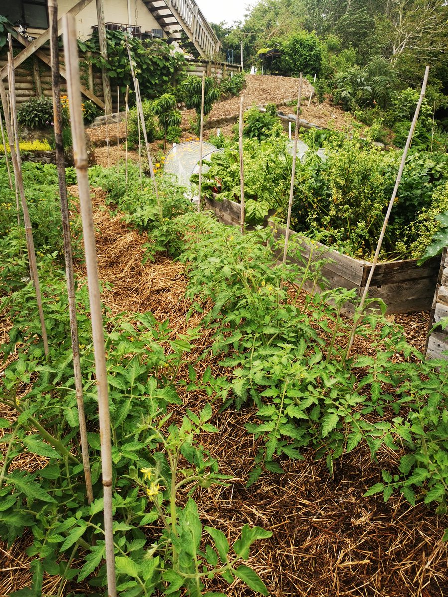 Hannah Choat tweet media