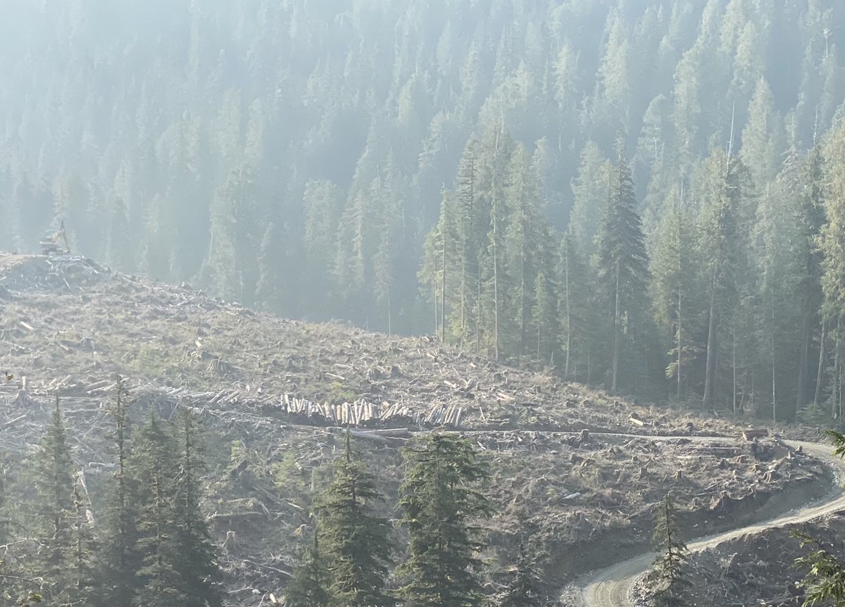 Torrance Coste (@torrancecoste) on Twitter photo Good morning, today logging will continue in some of the most threatened old-growth forests in BC, because that's what happens every day the <a href="/bcndp/">BC NDP</a> stalls on protecting these irreplaceable forests.
Learn more and take action here:
wildernesscommittee.org/take-action/bc… #bcpoli #oldgrowth Good morning, today logging will continue in some of the most threatened old-growth forests in BC, because that's what happens every day the <a href="/bcndp/">BC NDP</a> stalls on protecting these irreplaceable forests.
Learn more and take action here:
wildernesscommittee.org/take-action/bc… #bcpoli #oldgrowth