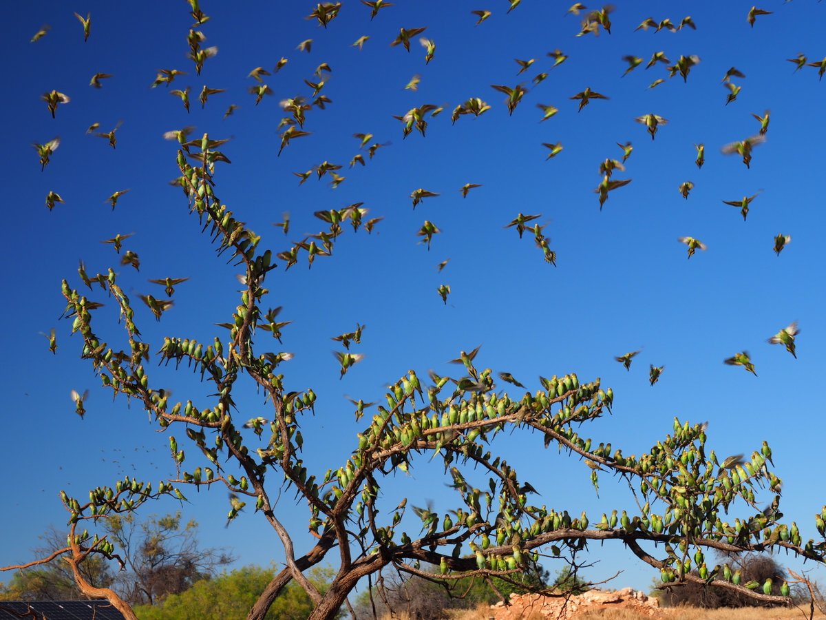 Bush Heritage tweet media