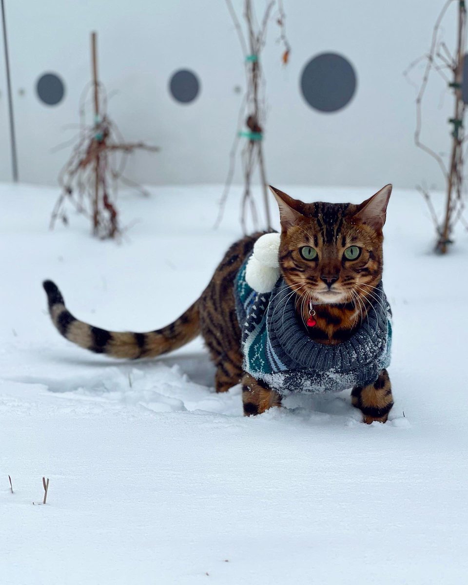a1142407's tweet photo. @catsofinstagram Coopy enjoying the snow ❄️ https://t.co/M3w9t835Hn