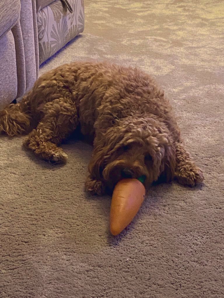 CockapooRufus's tweet image. My carrot #DogsofTwittter