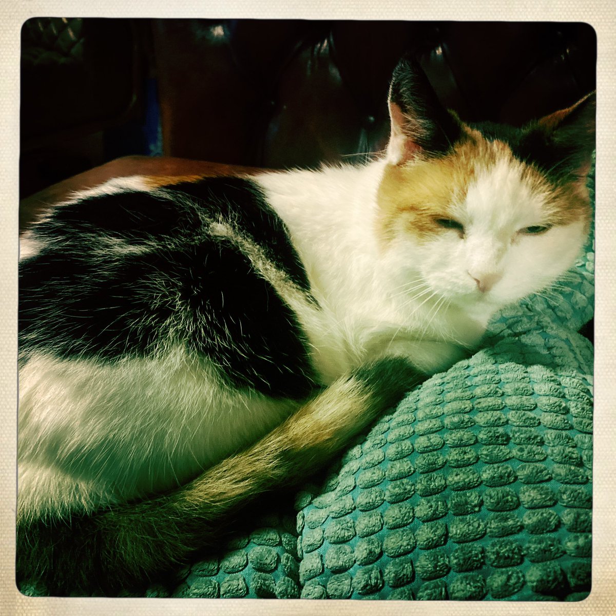 Cleo…. Onze oude poes… jaartje of 15-16.. meestal nog wel actief met wel meer slapen 😻