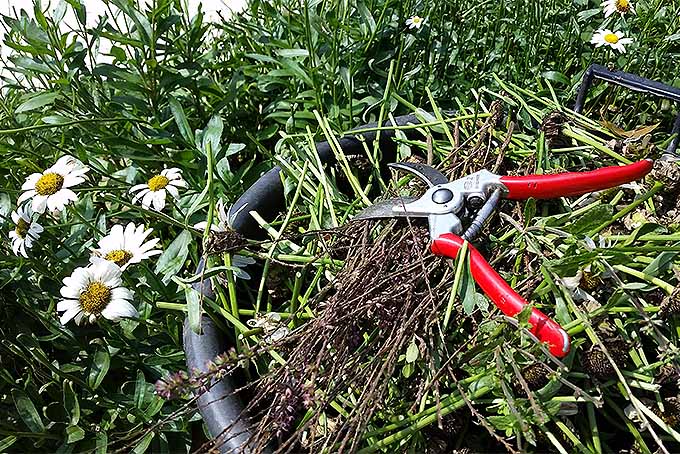 Gardeners_Path_'s tweet photo. Your Guide to Fall and Spring Perennial Cutbacks and Pruning https://t.co/Ygtu1PcmEf #gardeningtips #pruningguide https://t.co/4v1haZHSWS