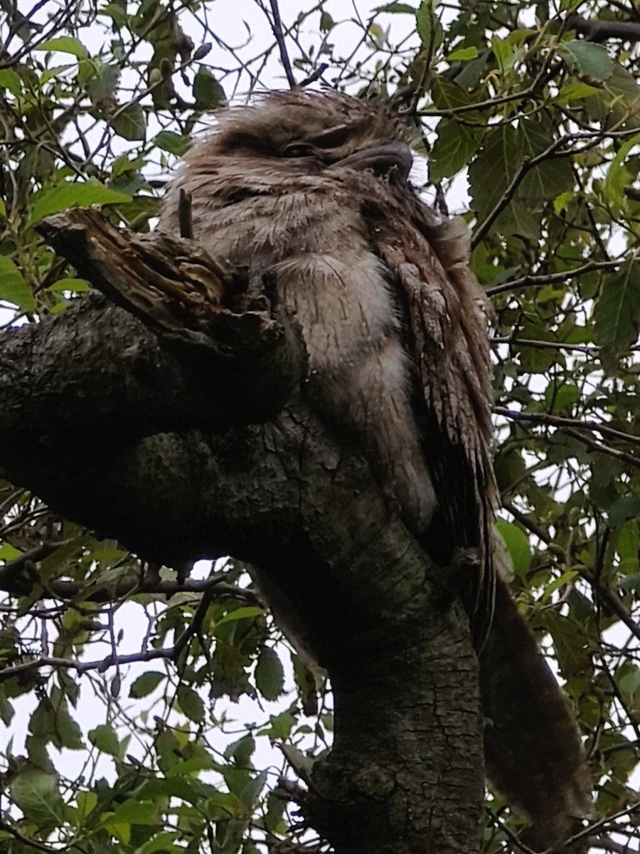 VintageBauer's tweet photo. Good morning Tawny π
#AussieBackyard
#TawnyFrogmouth
#birb https://t.co/nrkWZRuk9O