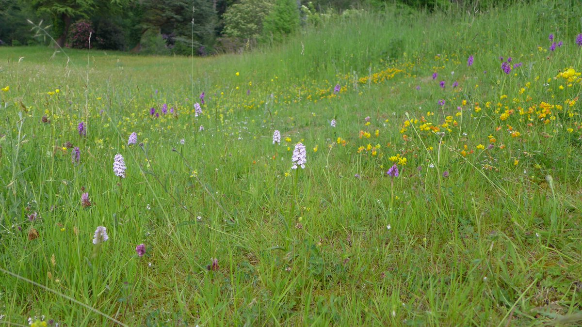 Find out how the soils of species-rich grasslands are as important as woodlands in storing carbon and minimising climate change. Register for Moor Meadows' next online talk Thursday 9th December, 7.30pm
Register here: …2conservationgrazing.eventbrite.co.uk
<a href="/NFFNUK/">Nature Friendly Farming Network</a> <a href="/Floodplainmead/">Floodplain Meadows Partnership</a> <a href="/LEAF_Farming/">LEAF</a>
