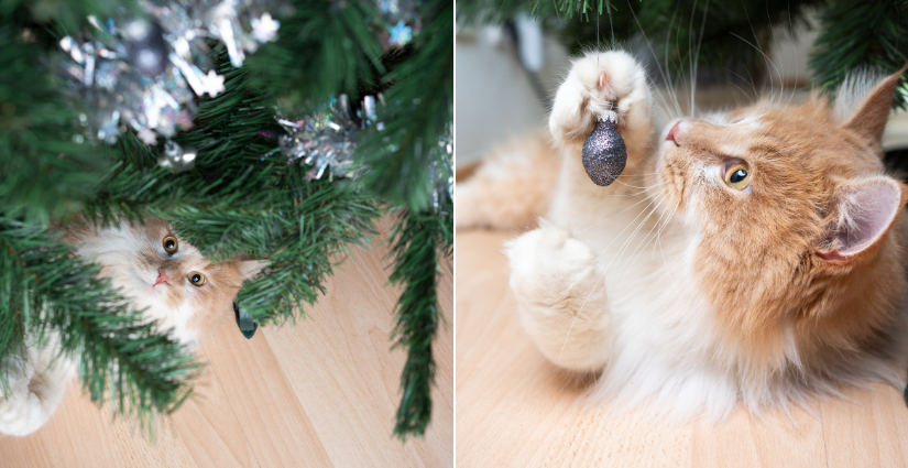 BC_SPCA's tweet photo. 🎄✨Pretty trees with dazzling lights & dangling ornaments can be pretty enticing for our pets to play with. Take a look at these 4 ways to pet-proof your holiday tree: https://t.co/D48brZ68Qb #bcspca #tips #holidays #petproof #animallover https://t.co/HguFlFbKFn