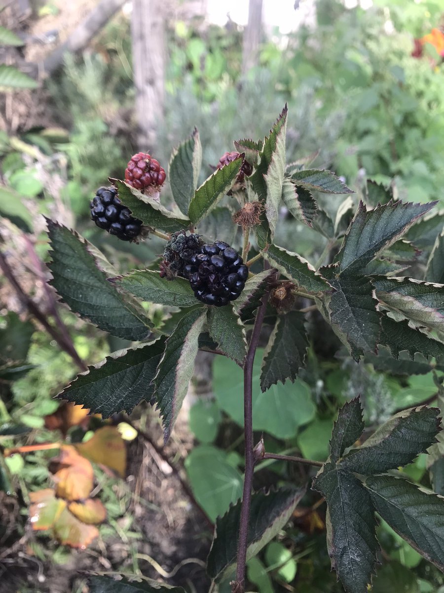 joysomerville's tweet photo. The blackberry bush is so confused! It’s still producing berries I snack on while I weed 😀. I’m not complaining. #gardening #blackberries #blackberrybush https://t.co/HyqBADh9Ml