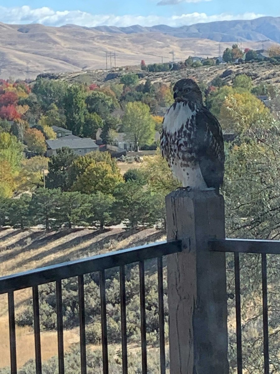 PingmanTools's tweet photo. We’re back! Here’s what we’ve been up to: We released the latest and greatest version of PingPlotter — 5.21.2! We were just named the Most Promising Networking Solution Provider of 2021 by CIOReview. And Jacob worked from home with a Peregrine Falcon. Gotta love Idaho! https://t.co/zciCCN8sE9
