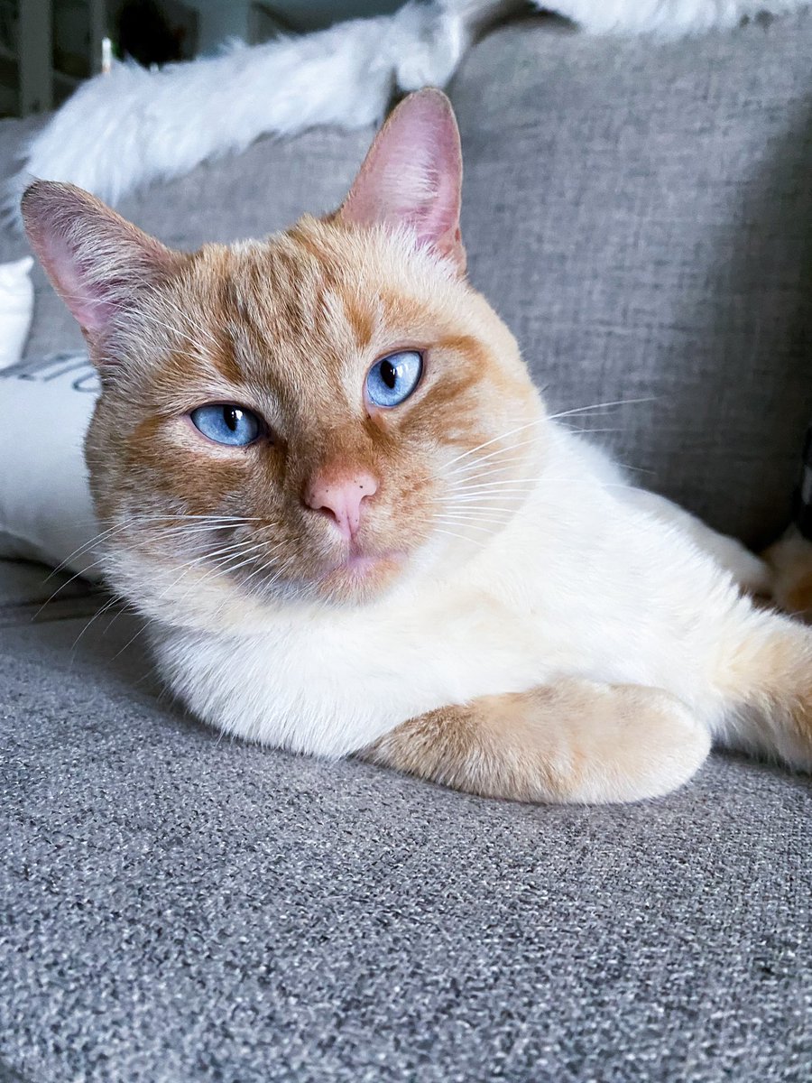 Sttarbabyy's tweet photo. Am sweepy 😸 time fur nap💤 wat bout yew furiend? ~ Wuv, MeowMeow 

#Cat #CatsOnTwitter #CatsOfTwitter #Cute #Pets #MondayMotivation #mondaythoughts #Cats https://t.co/zZ587ANR4E