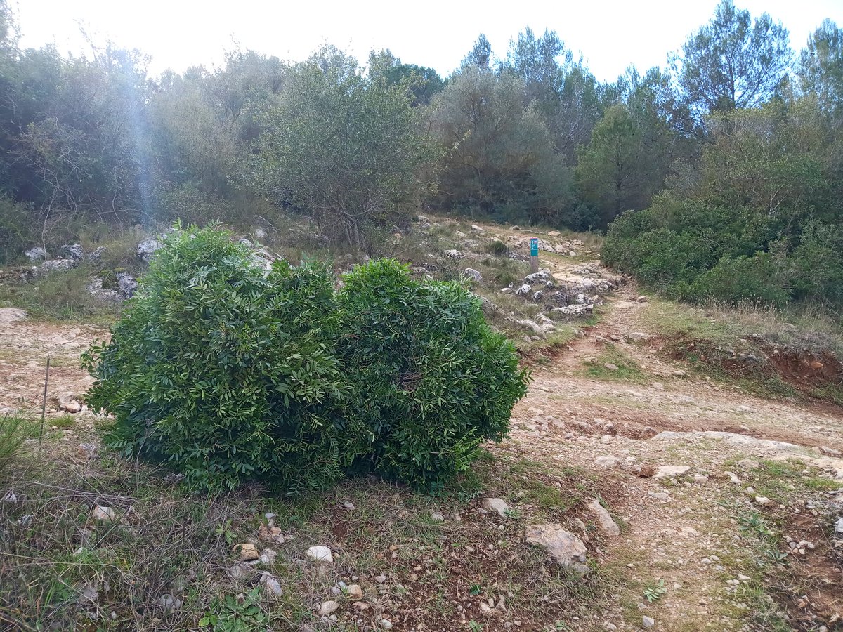 jponsota's tweet photo. @agentsruralscat Cal denunciar la pressumpta (però evident) recollida no permesa de llentiscle dins del #ParcdelGarraf, tot just iniciar el sender GR-5, direcció a l'Avenc de l'Esquerrà (Olesa de Bonesvalls). Hem trobat dos farcells que poden pesar uns 15kg cadascú. Una vergonya! https://t.co/m86z1pyGcN