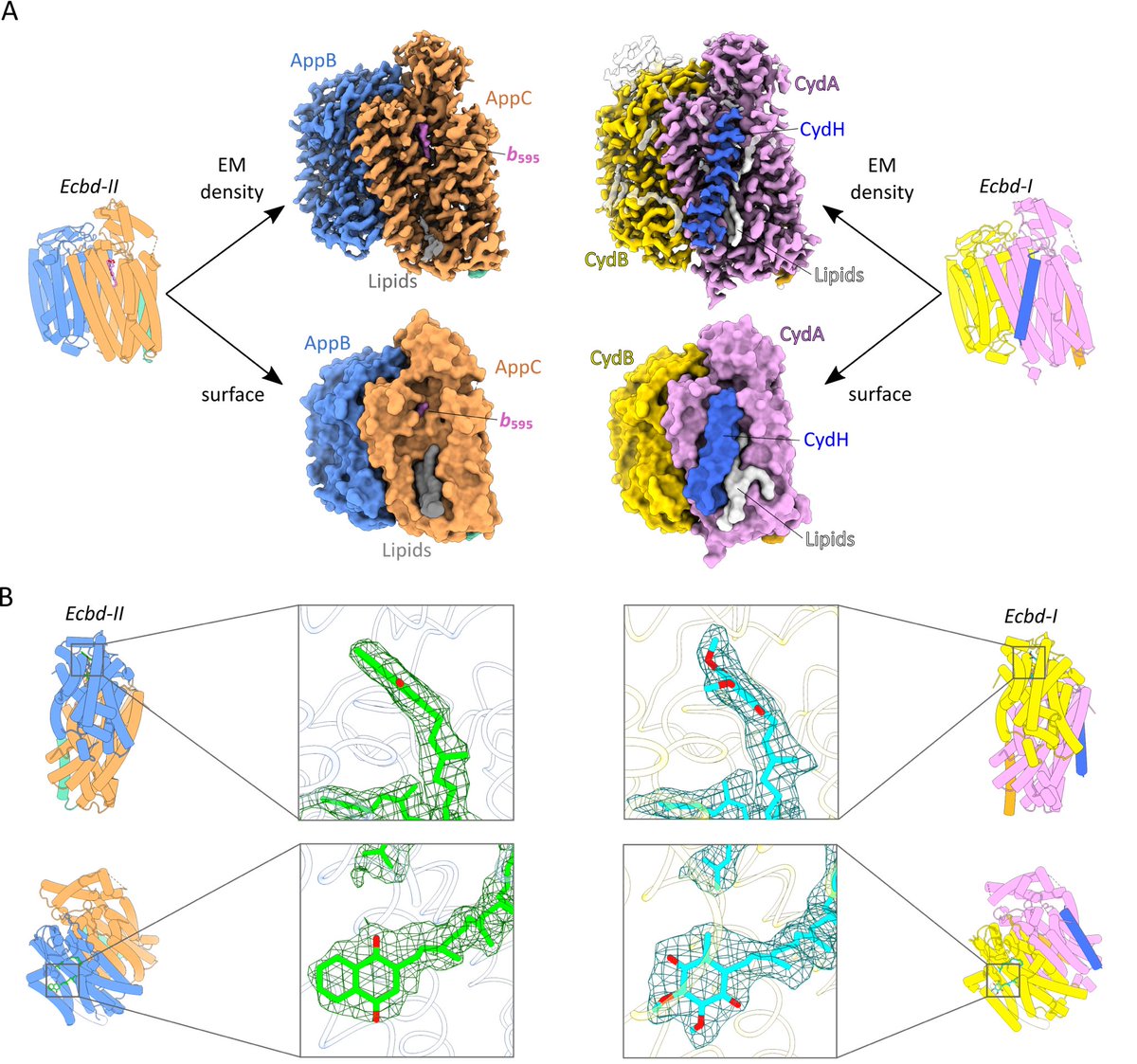 I am really proud of twitterless Tamara Grund, Melanie Radloff and <a href="/MiChAeL_900922/">Di Wu</a> for this piece of work. Check out our manuscript about the structure and regulation of cytochrome bd-II featuring a 2Å cryo-EM structure of this 100 kDa membrane protein!
pnas.org/content/118/50…
