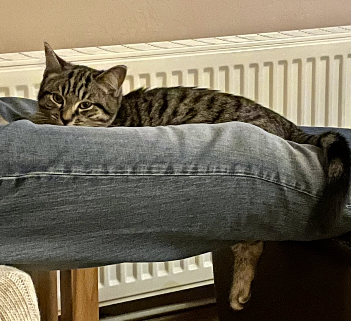 3_Heart_S's tweet image. Why do #cats always go to the ones who don’t want them? #contrary #CatsOfTwitter