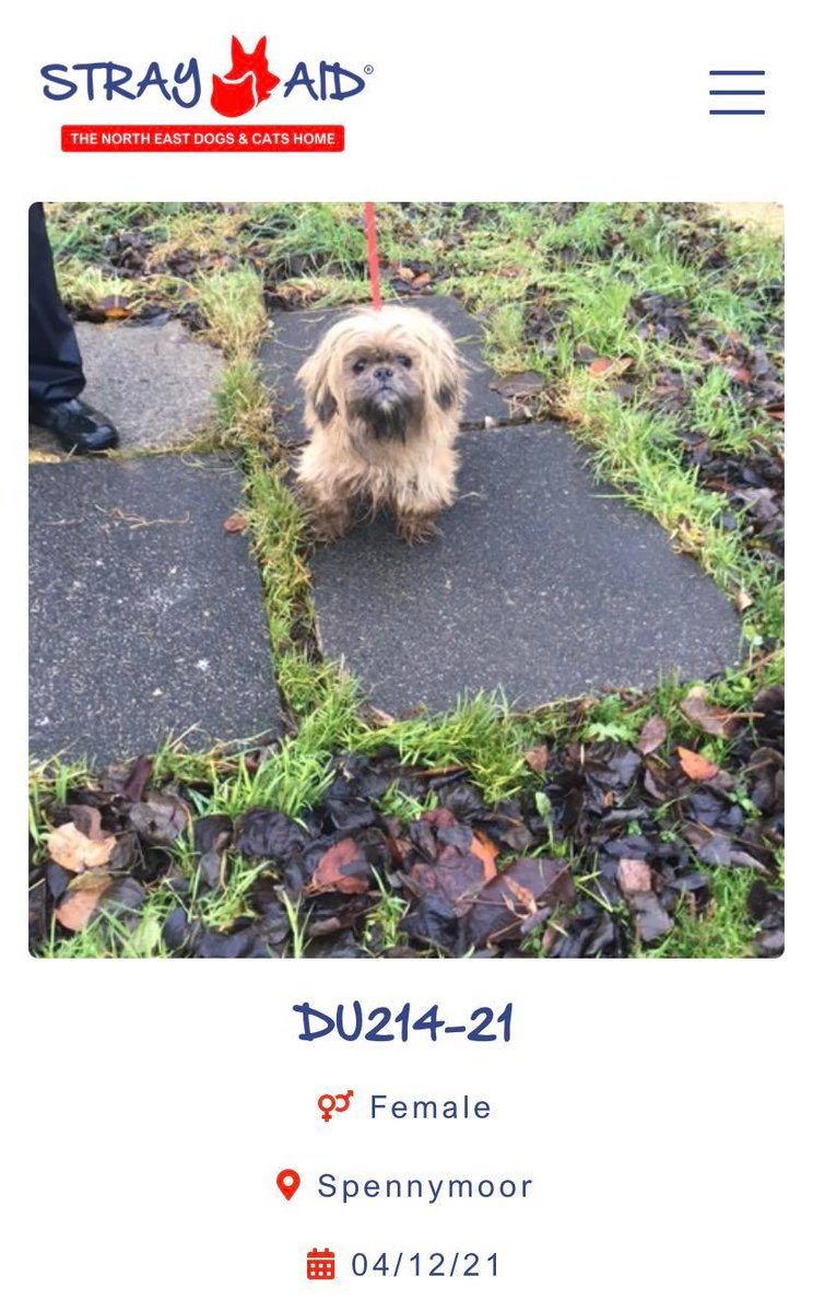 The_Animal_Team's tweet photo. Two #dogs #found in #Spennymoor #CountyDurham 4/12/21. Now with #StrayAid. https://t.co/TPsKVgU2HJ #FoundDogs #dogsoftwitter #StrayDogs https://t.co/4Sjs1wQkOa