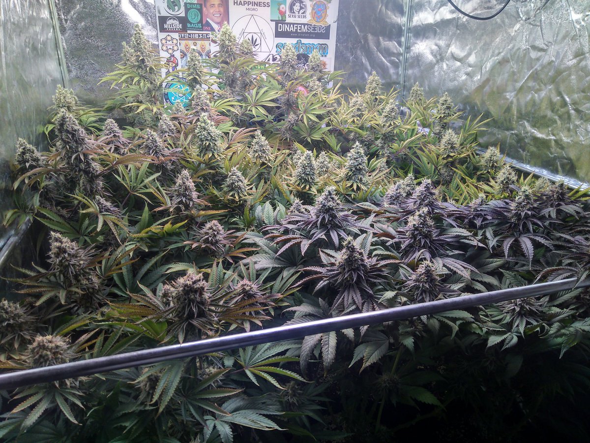 TempleGrower tweet media